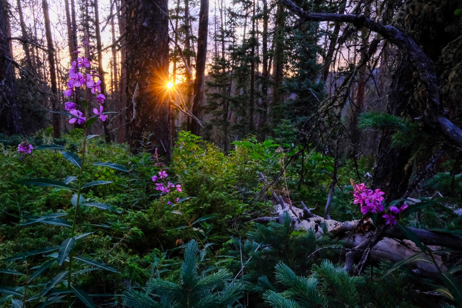 purple flowers on the fireweed plants in a forest with the sunsetting on the collegiate peaks loop