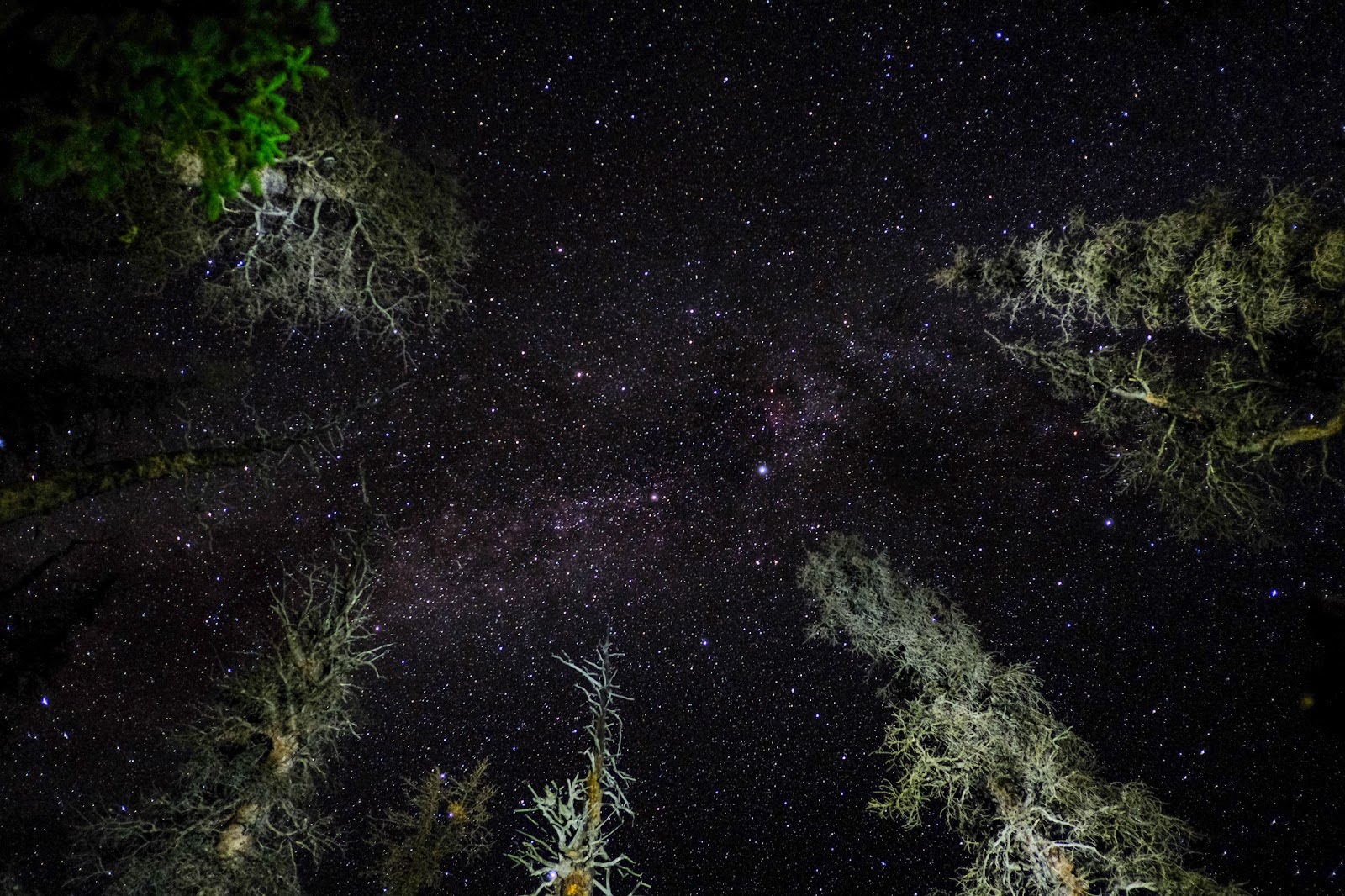 sky filled with stars at night with pine trees glowing from camera flash