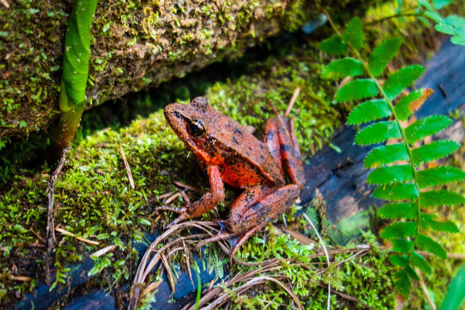 northern red legged frog