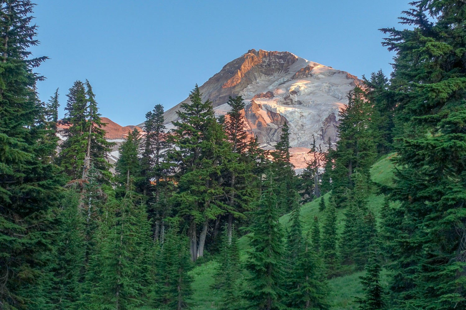 douglas firs in the foreground and mt. hood in pink sunlight in the distance with blue skies