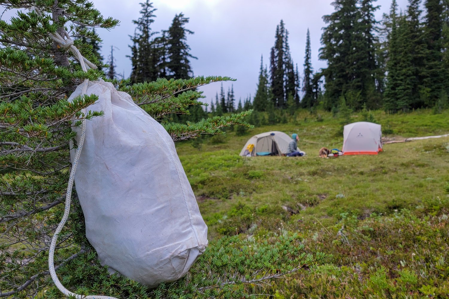 campsite on the timberline trail in the forests of mt. hood with a bear bag hung to prevent wildlife from eating their food.