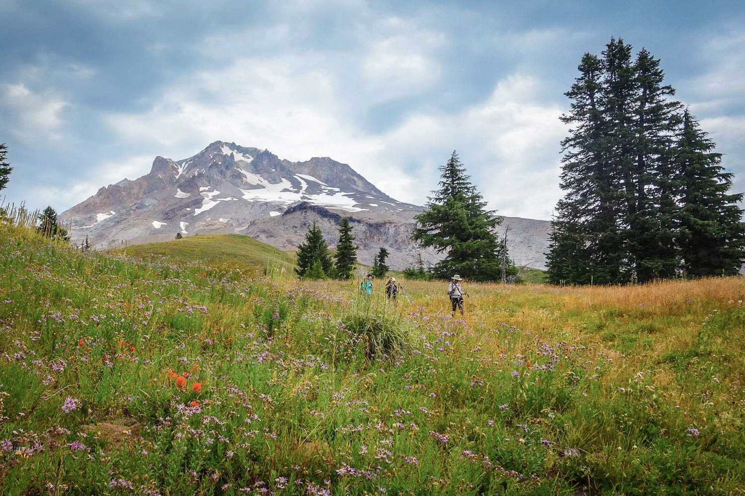 backpackers walking in tall meadow grasses with the top of mount hood behind them