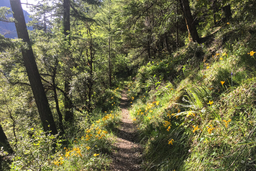 yellow flowers bordering the rogue river trail in oregon.