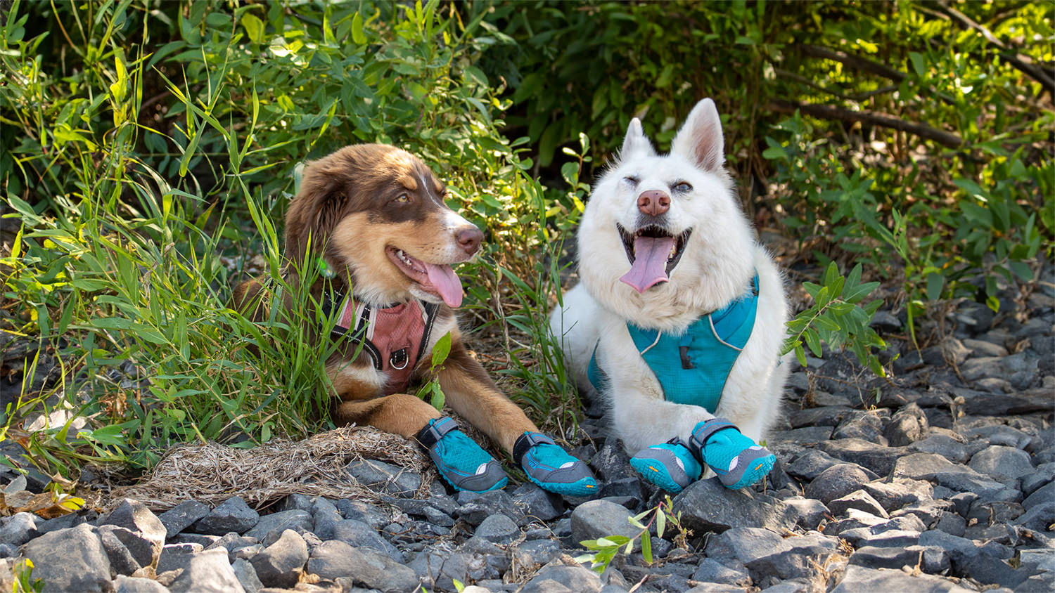 Canine equipment trail boots best sale