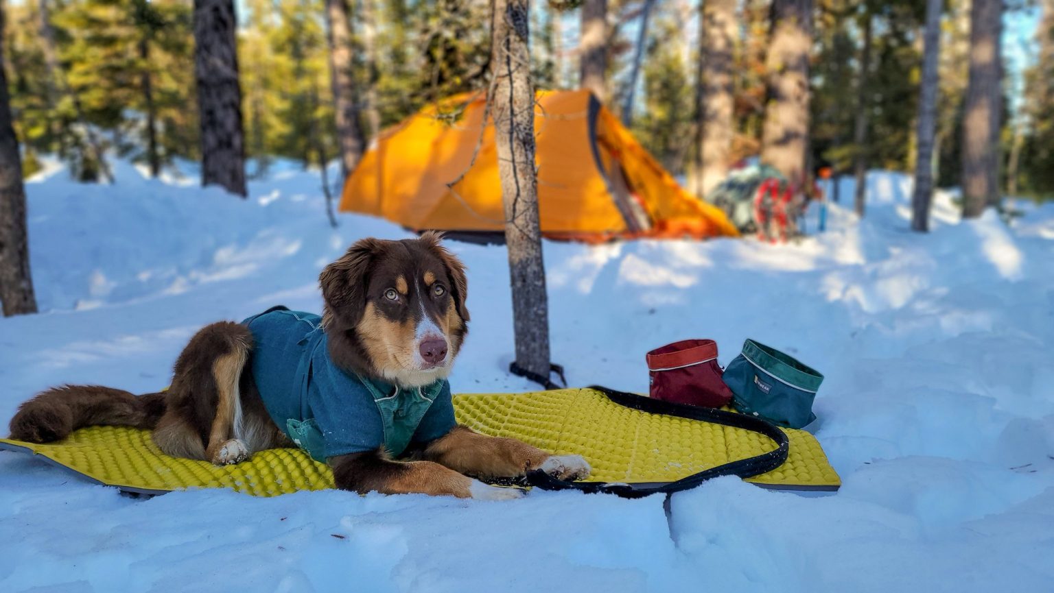 Best Dog Backpacks Of 2024 Tested Reviewed CleverHiker   Wallowas Winter 082 1536x865 