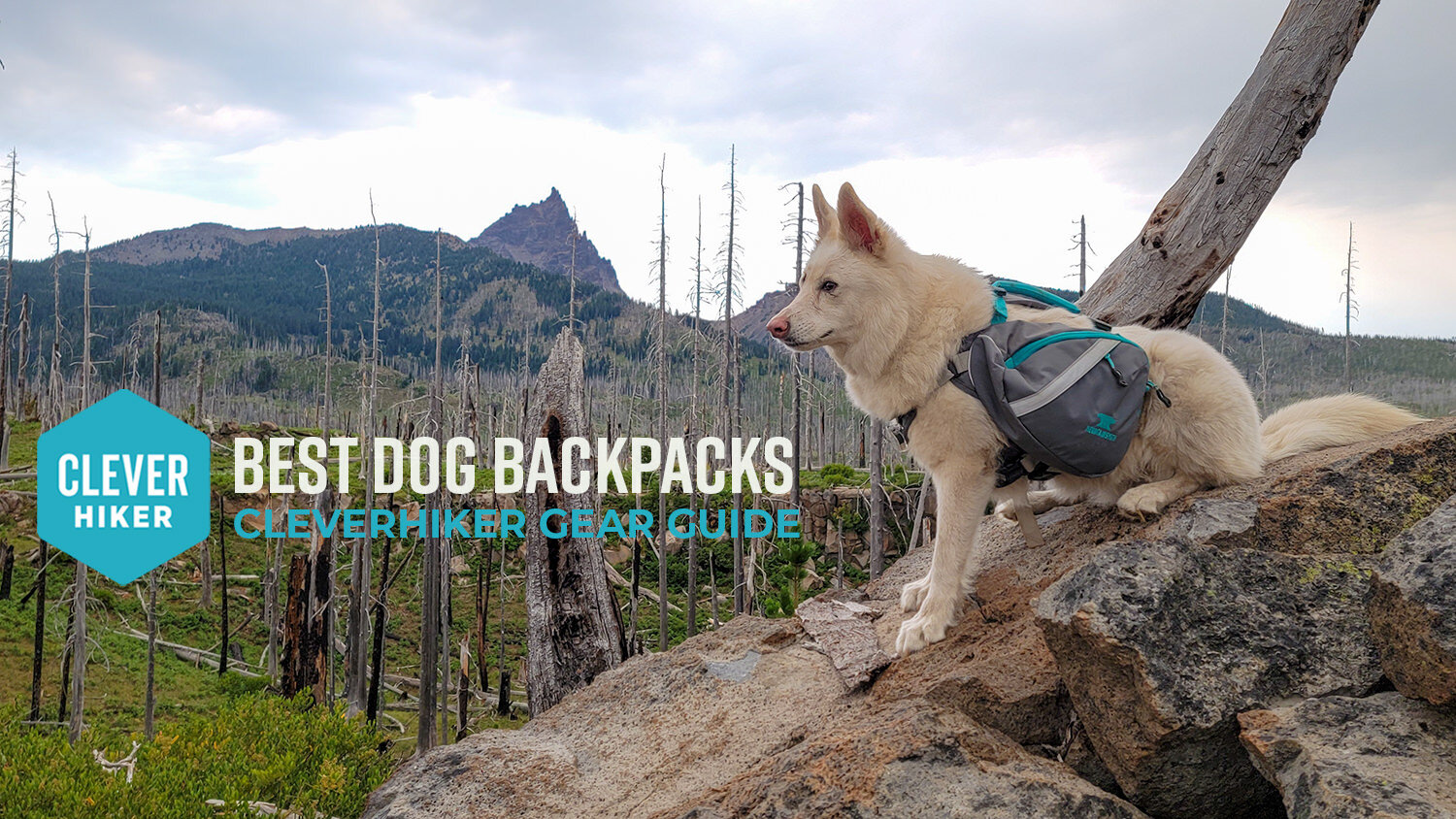 https://www.cleverhiker.com/wp-content/uploads/2023/08/Best-Dog-Backpacks.jpeg
