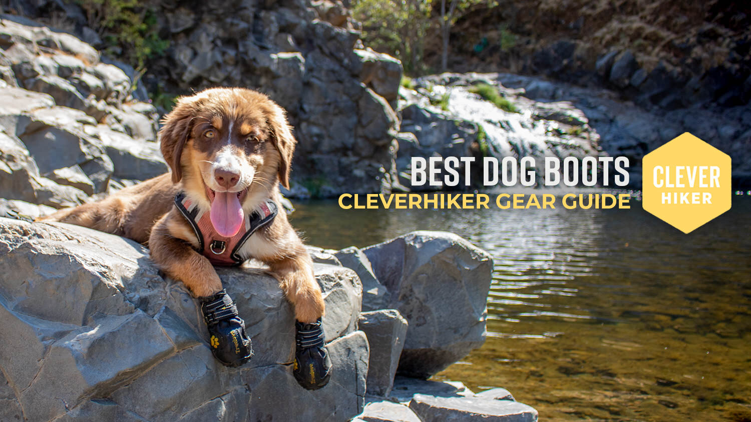 The Best Dog Boots  Reviews by Wirecutter