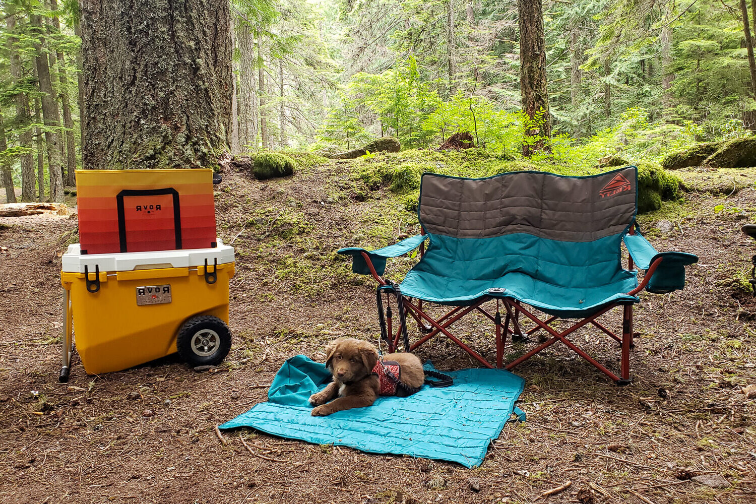 The Rovr Rollr 60 Cooler In A Campsite With A Camp Chair And A Puppy On A Mat E1700030073680 