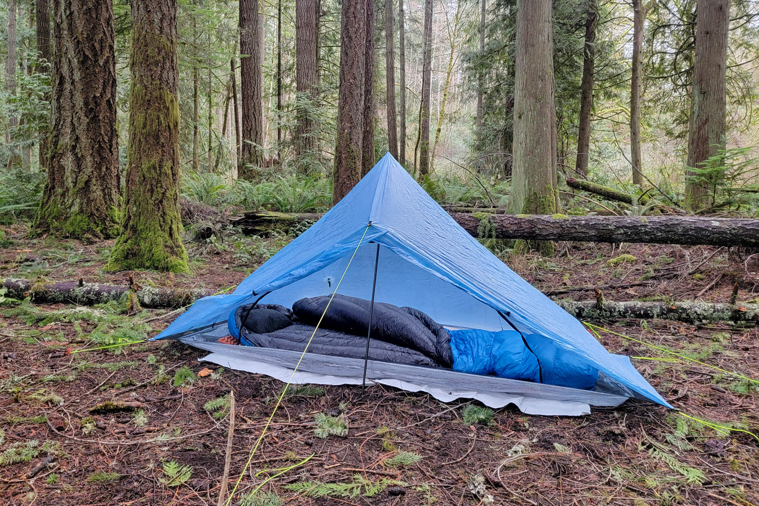 The Zpacks Plex Solo tent in the fern-filled woods with the Zpacks Mummy Bag inside