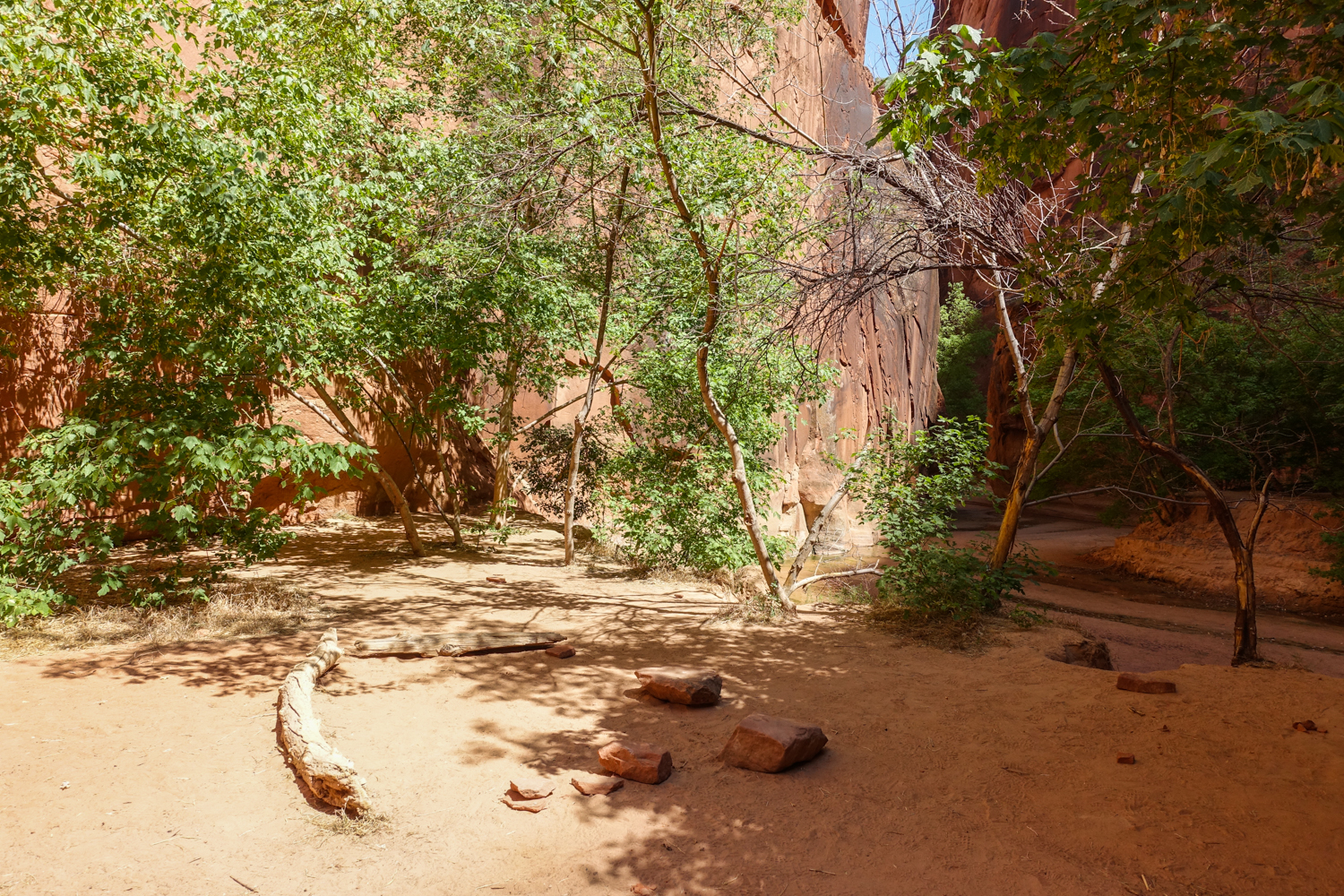 a sandy campsite with shed from the canyon and trees with driftwood logs for seating