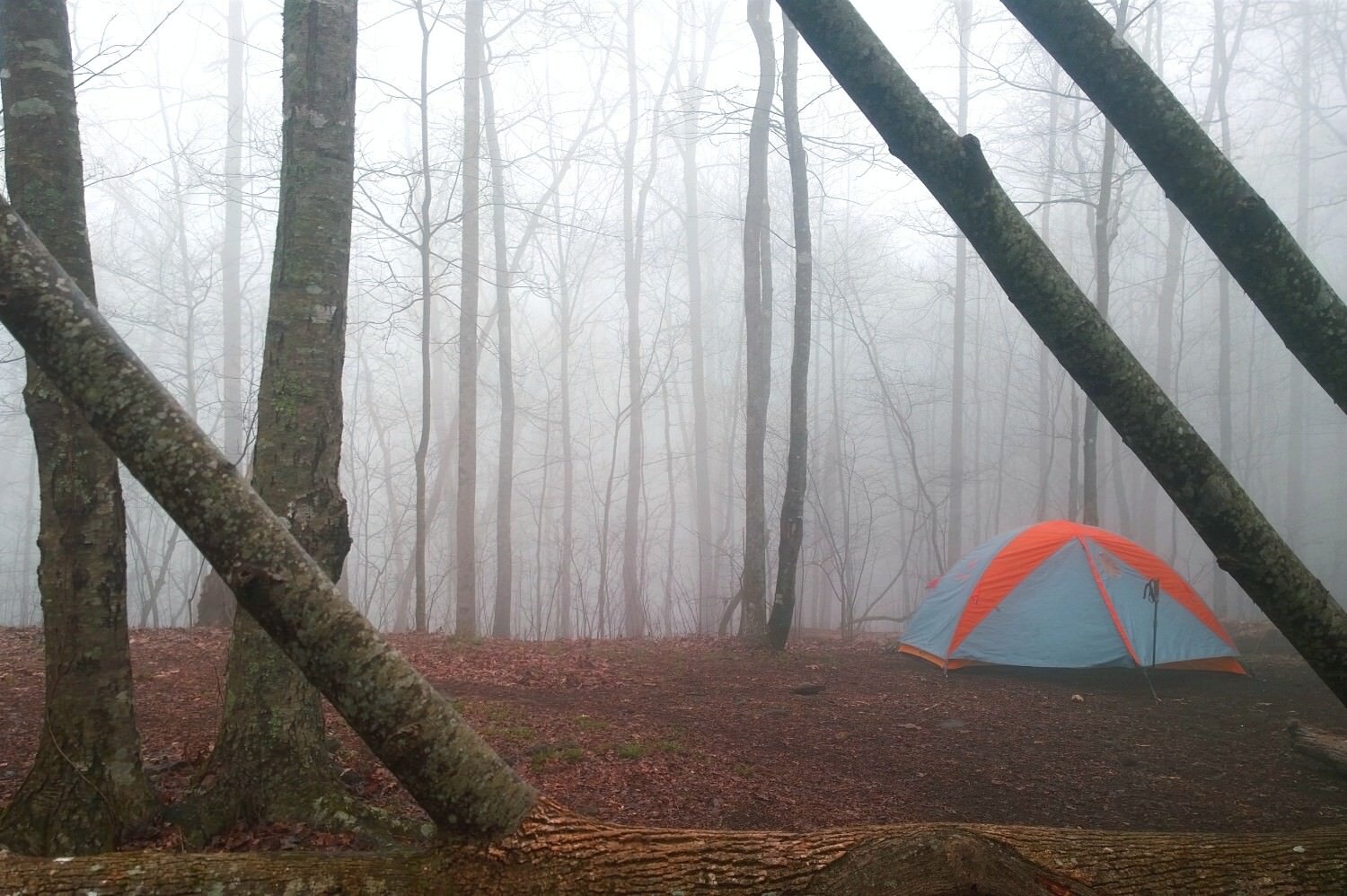 foggy forest with a tent pitched along the Appalachian Trail.