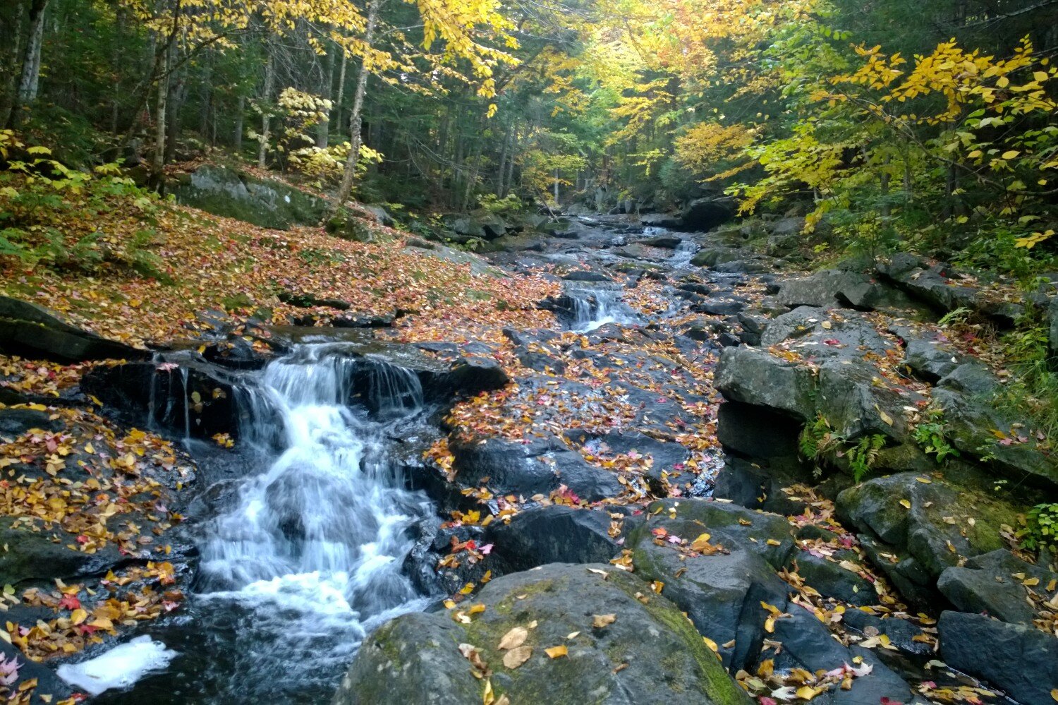 stream cascades over rocks with fall foliage on the ground and on the trees.