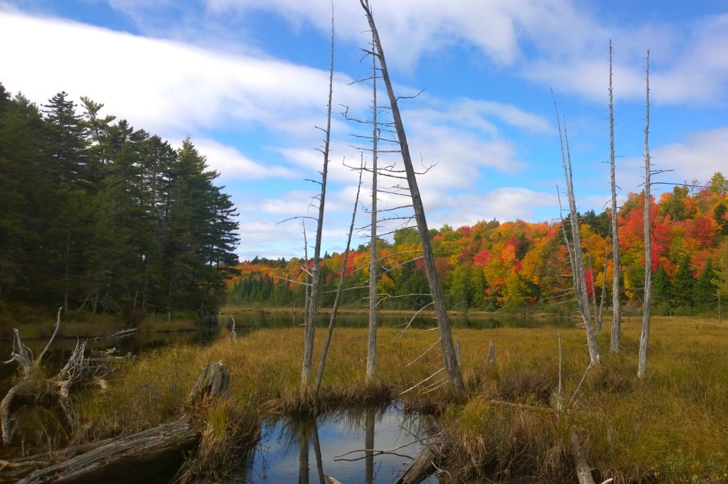 fall colors surrounding a small pond