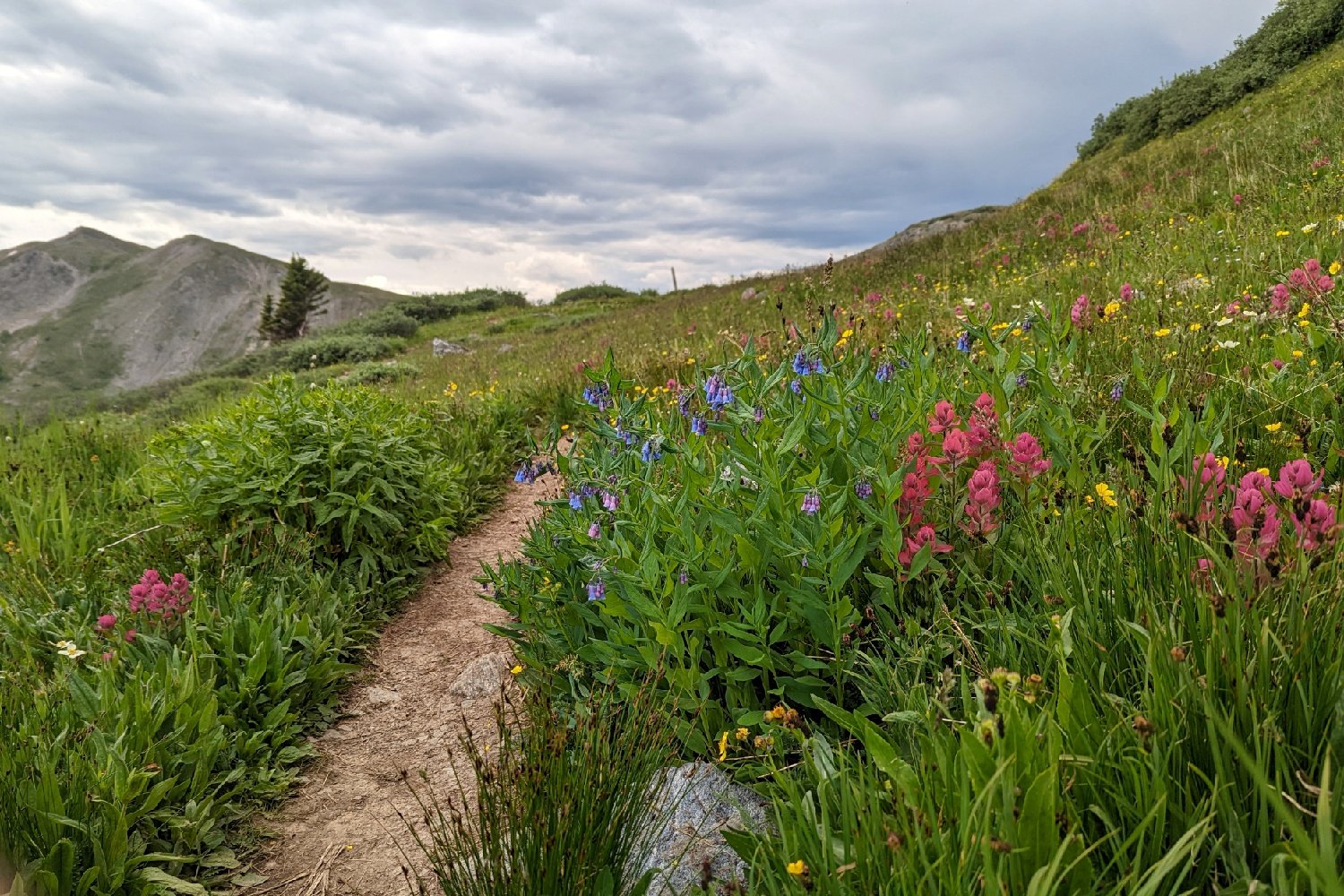 close up photo of a hiker path in the alpine meadows with pink and yellow flowers flanking the path.