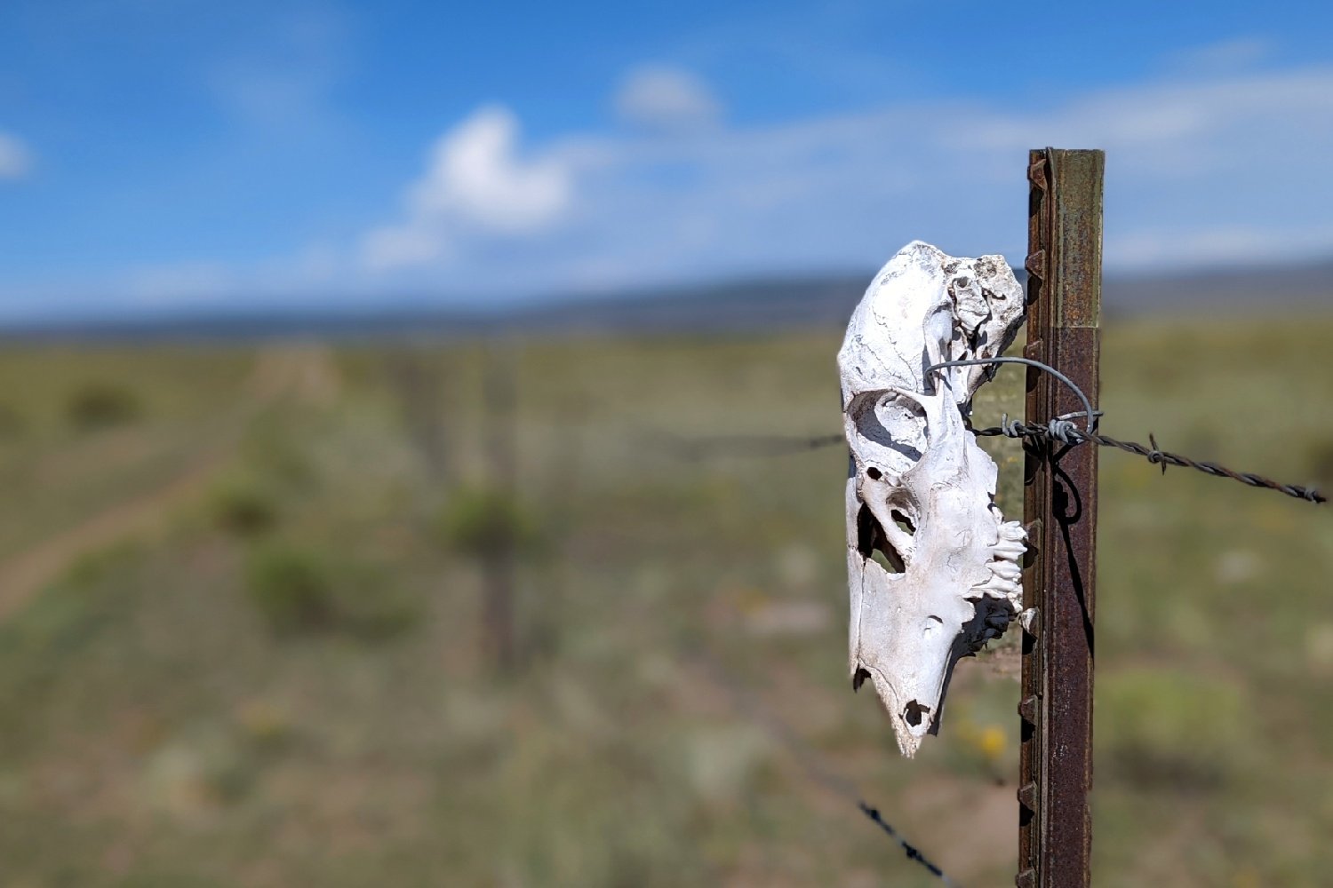 white skull of an animal on a cattle fence on a sunny day