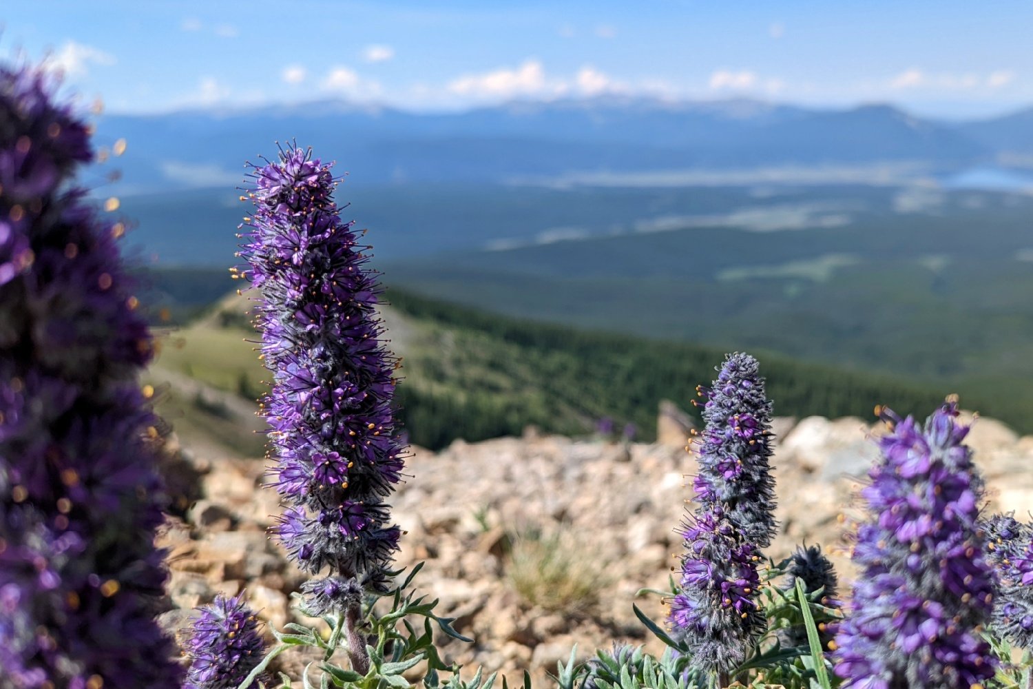 the flower, purple fringe, atop a mountain with blue skies and green mountains behind