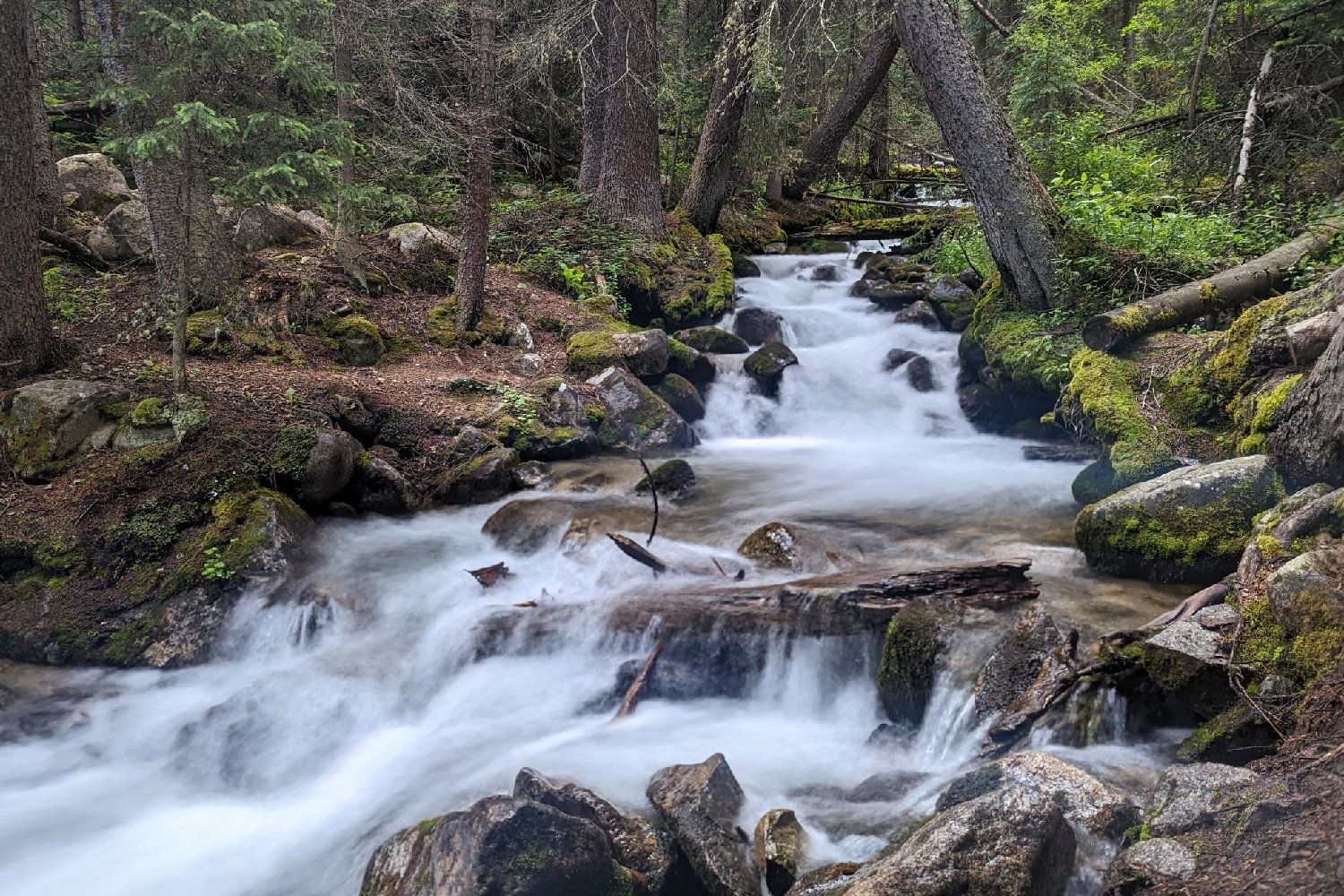 mountain stream in the colorado woodlands