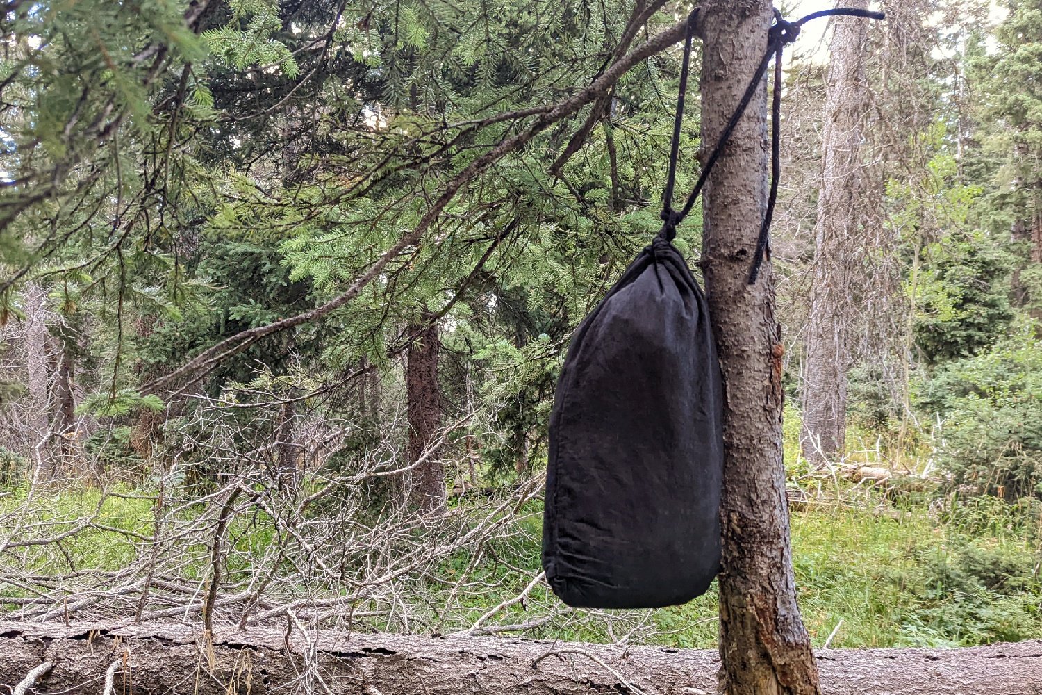 hanging bear bag on a tree