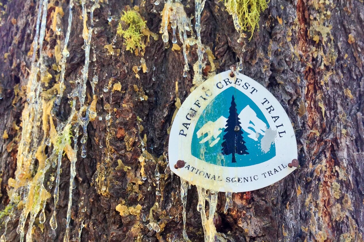 Pacific Crest trail marker, also known as a blaze, on a sap and lichen covered tree. The emblem lets the thru-hiker know they are on the right path.