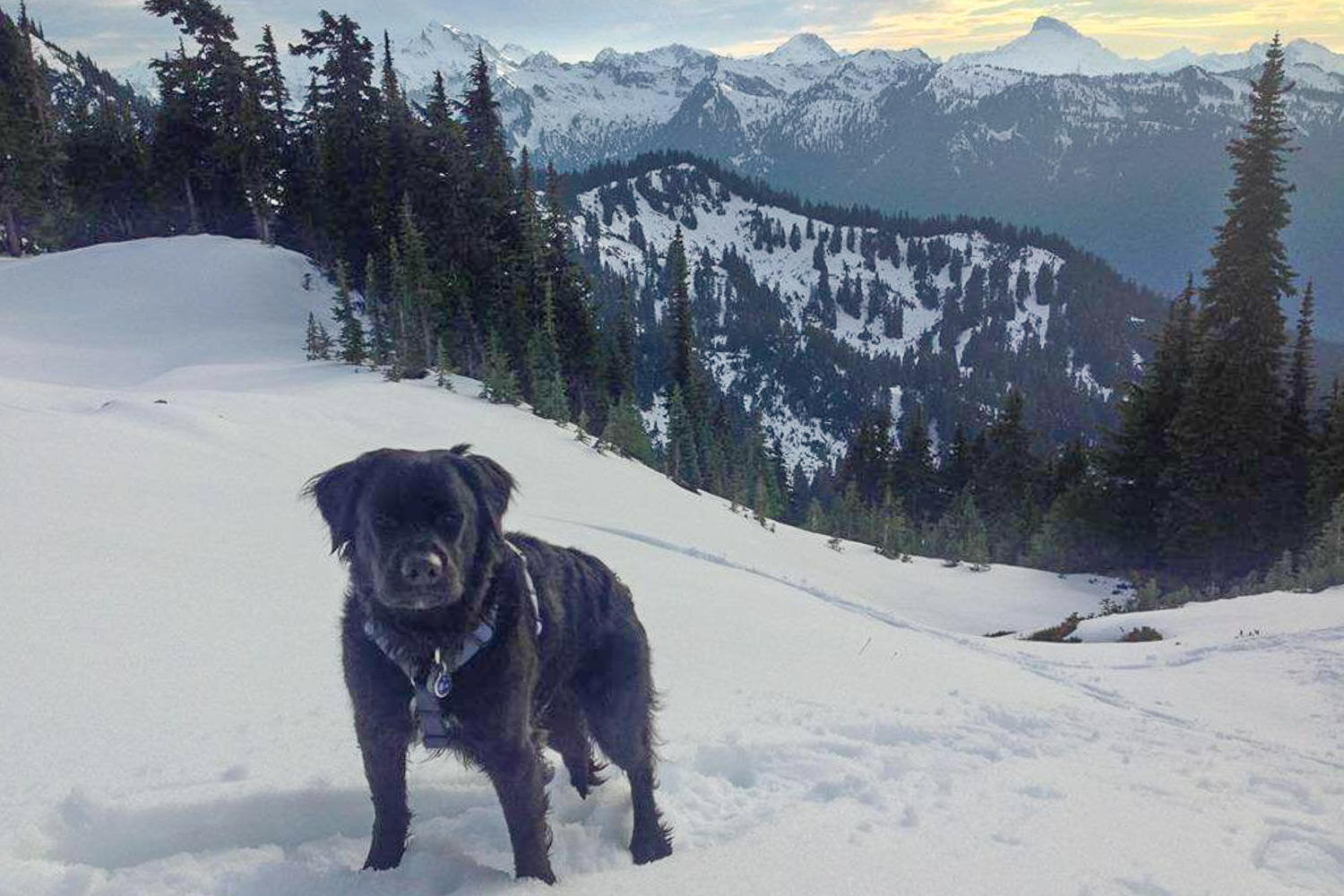 Dog in the foreground on a snowy slope with mountains and trees in the background