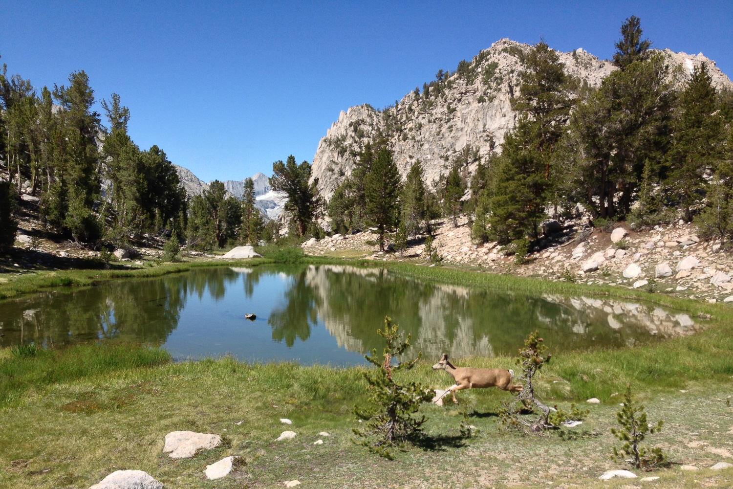 Deer running in front of an alpine lake on a sunny day.