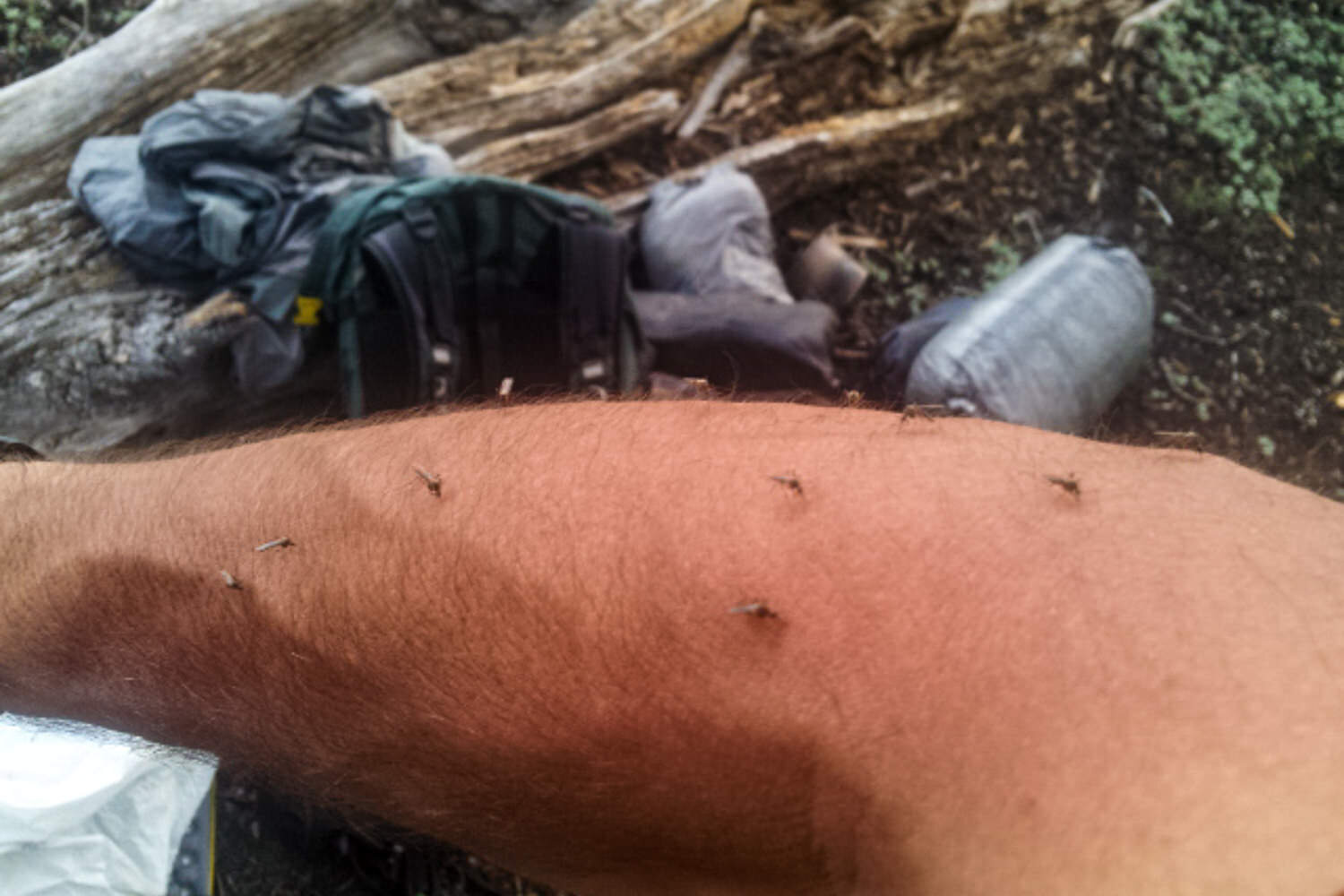 many mosquitoes biting a thru-hikers arm