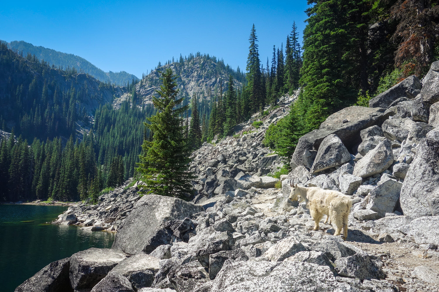 mountain goat on the rocky PCT trail next to an alpine lake on a sunny day.