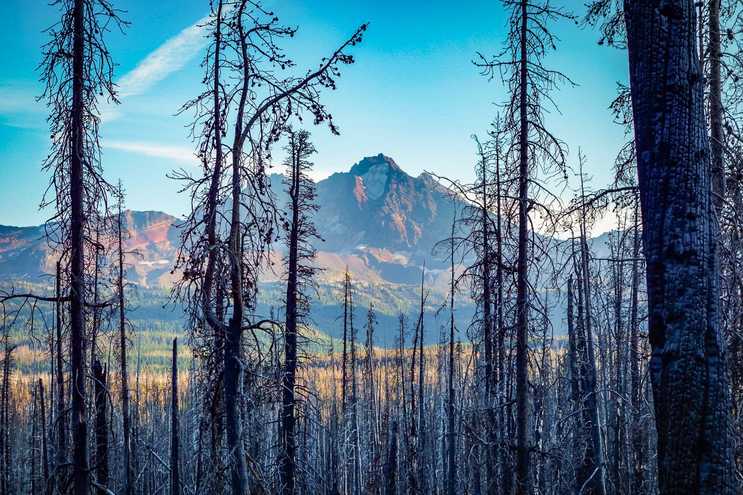 three sisters wilderness burn area with the chared and sun-grayed firs still standing and a volcano seen through the burned forest. 