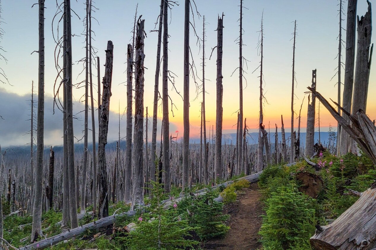 sunset over a burn area in the jefferson wilderness in oregon