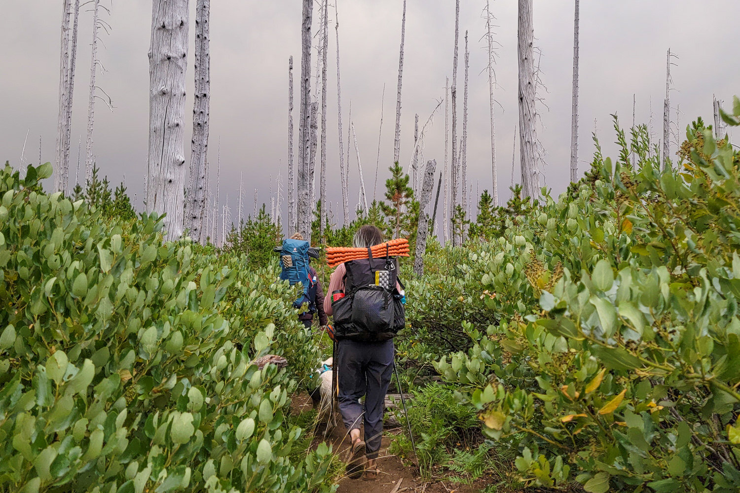 two backpackers hiking through the manzanita in a burn area in the jefferson wilderness 