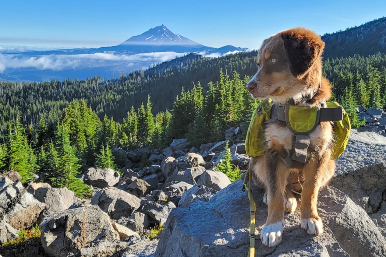 a puppy wearing a dog backpack overlooking the central oregon cascades near three fingered jack