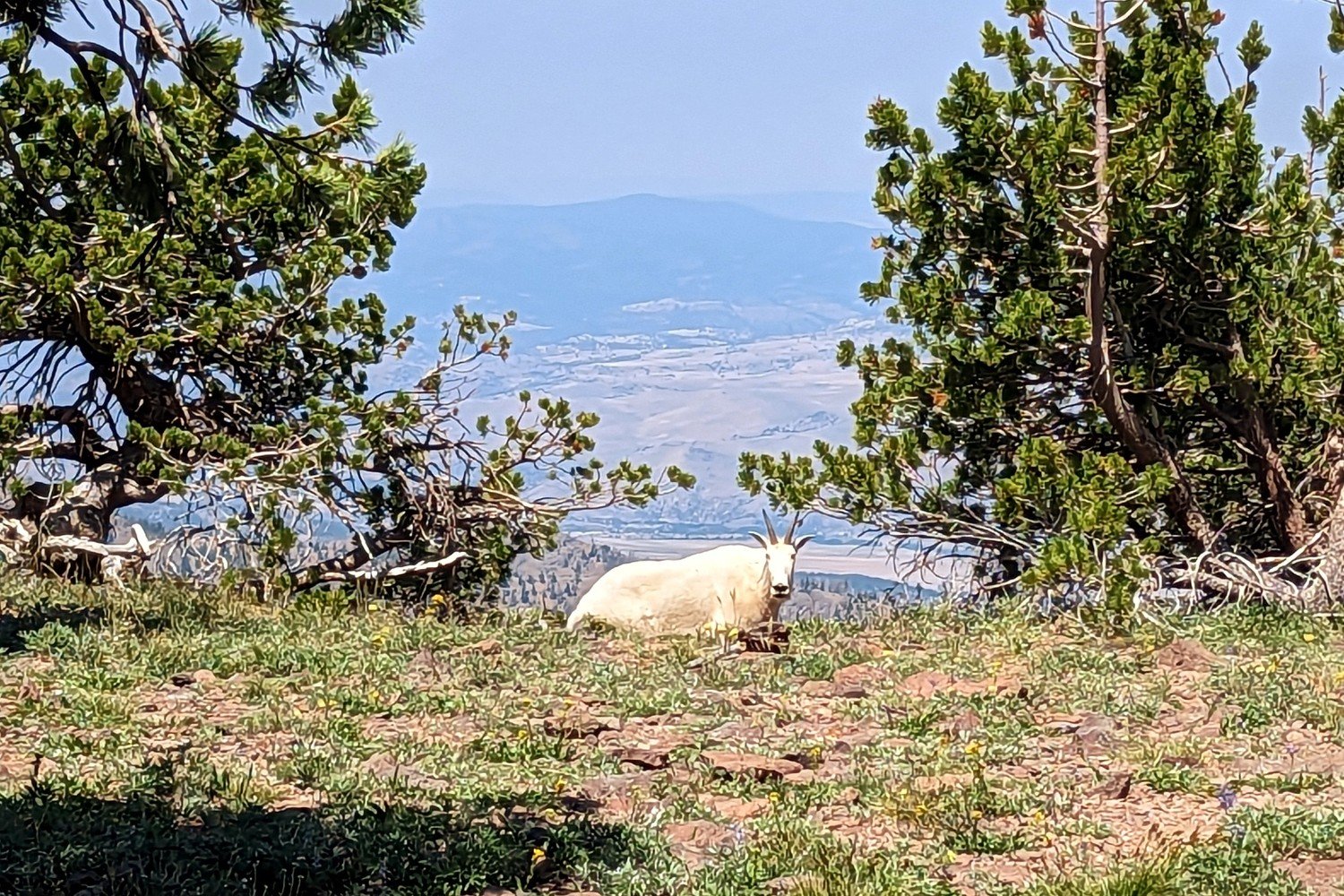 mountain goat laying down between two pines.