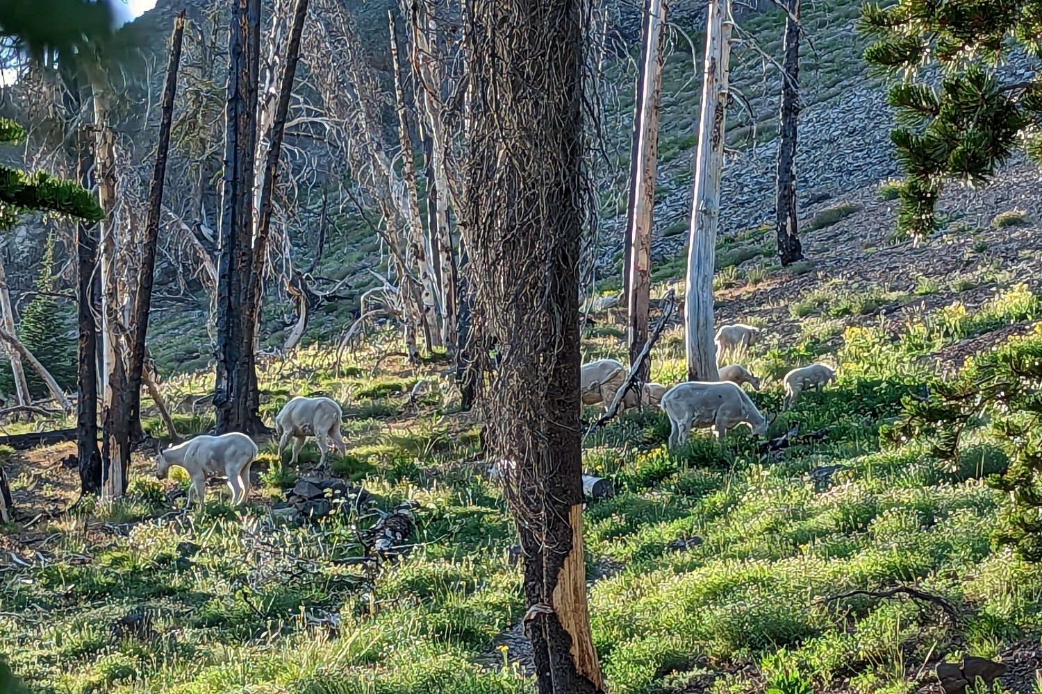 a herd of mountain goats in the strawberry mountains in eastern oregon