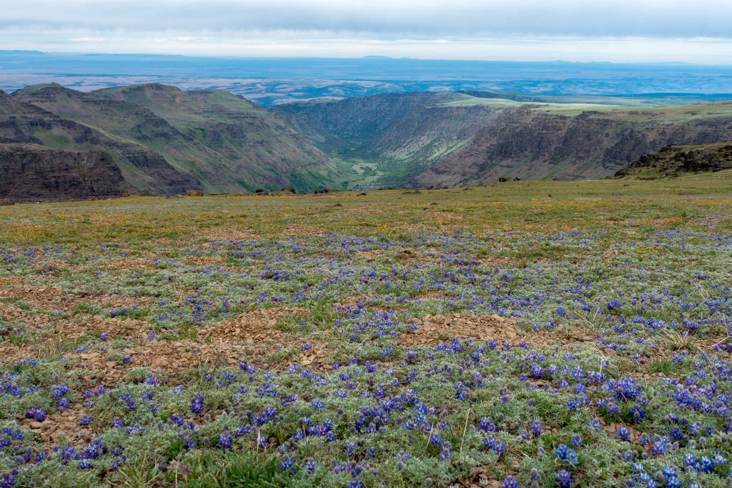 lupine blanket a plateau on the steens mountain