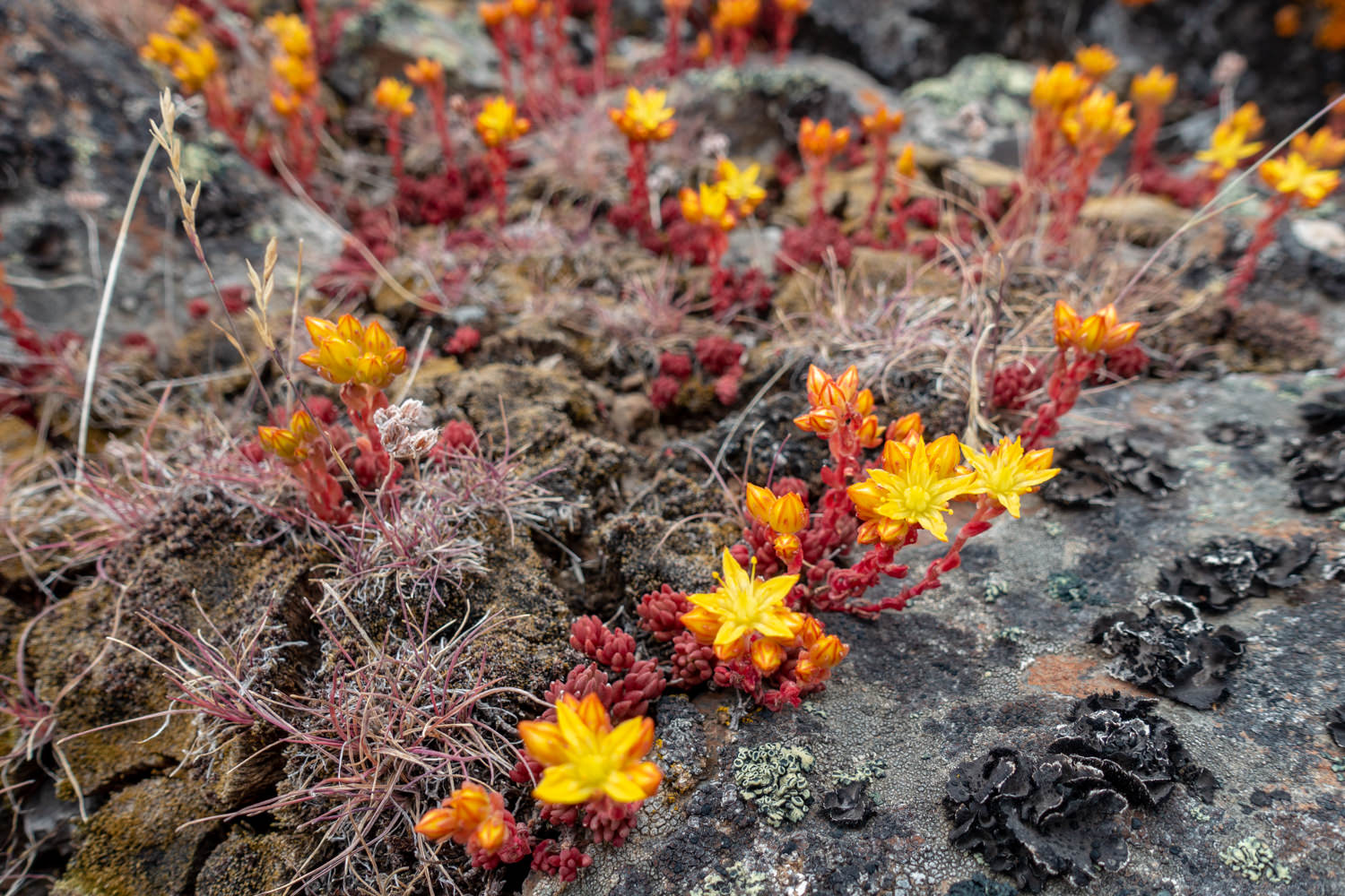 bright yellow and orange succulents in the steens wedged between the rocks of the steens mountain