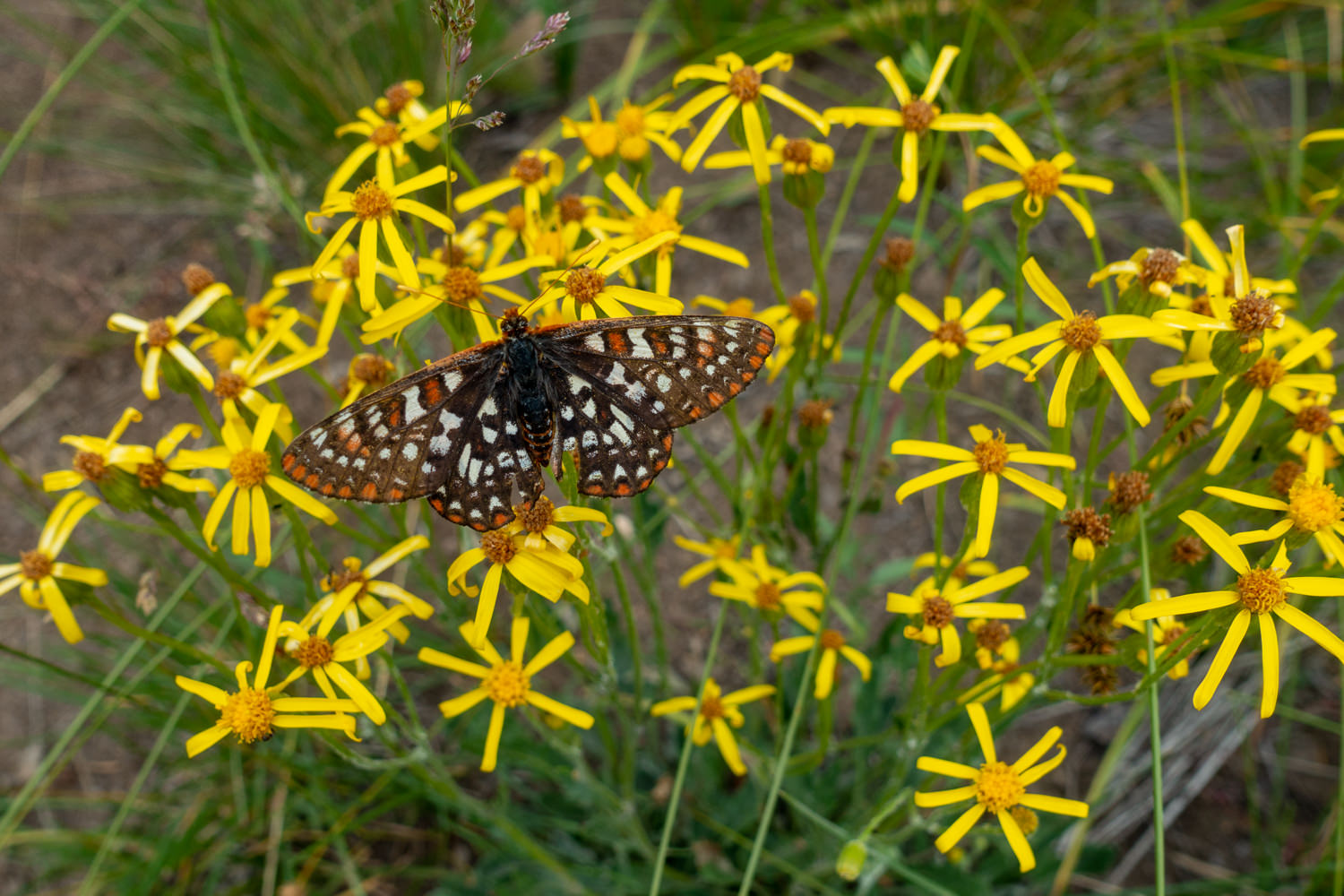 a butterfly resting with its wings open on a plant with bright yellow flowers