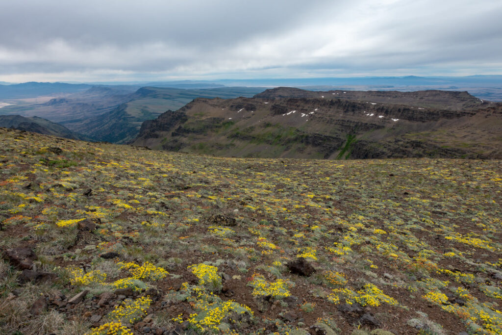 yellow flowers dot the plateau of the steens in southeastern oregon