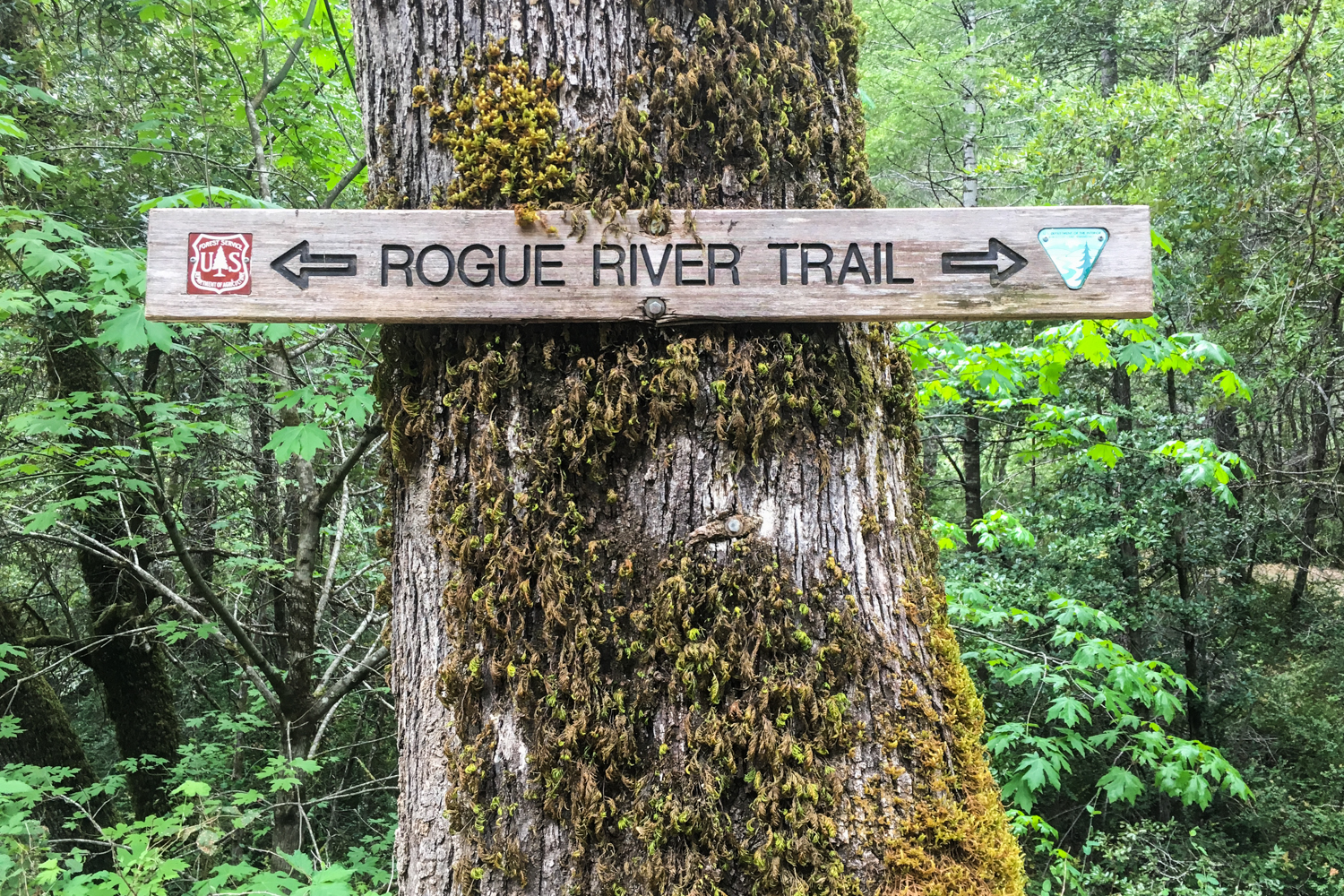 a wooden sign mounted to a mossy tree on the Rogue River Trail shows to the left the US forest service is managing agency and to the right the bureau of land management manages the area.  