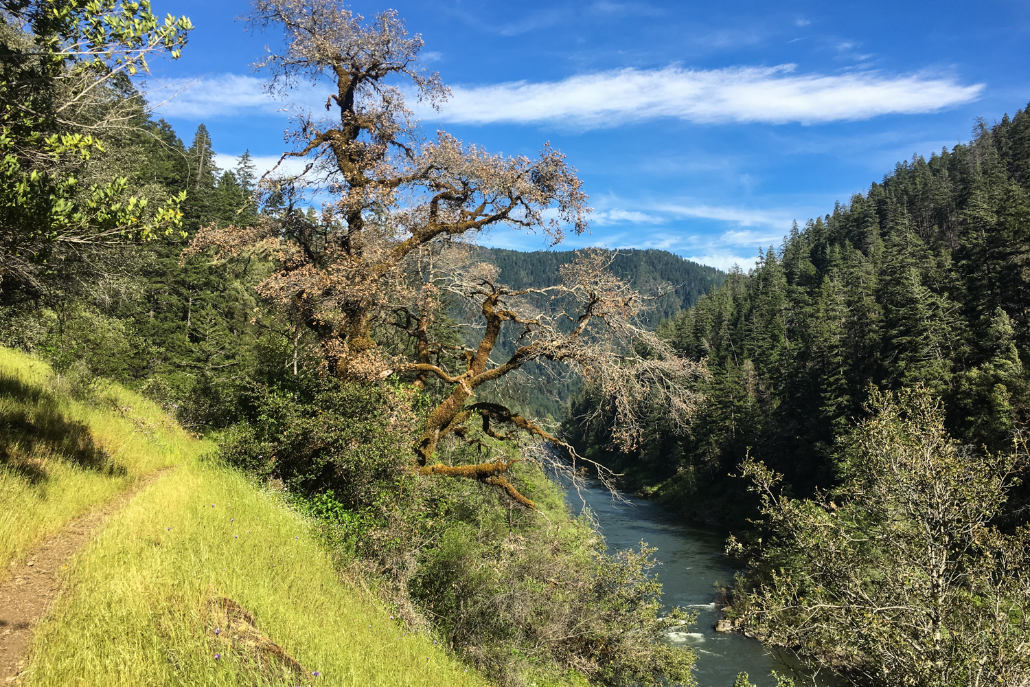 A sunny, grassy slope and oak with the rogue-siskiyou forest and the green rogue river behind. 