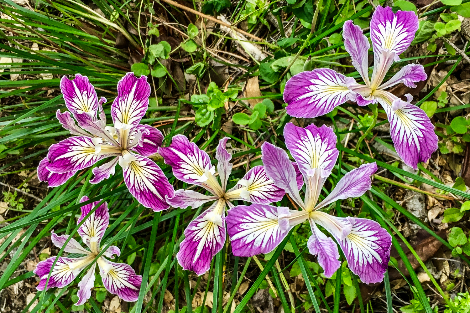 Puple-magenta and yellow iris on the rogue river trail in oregon