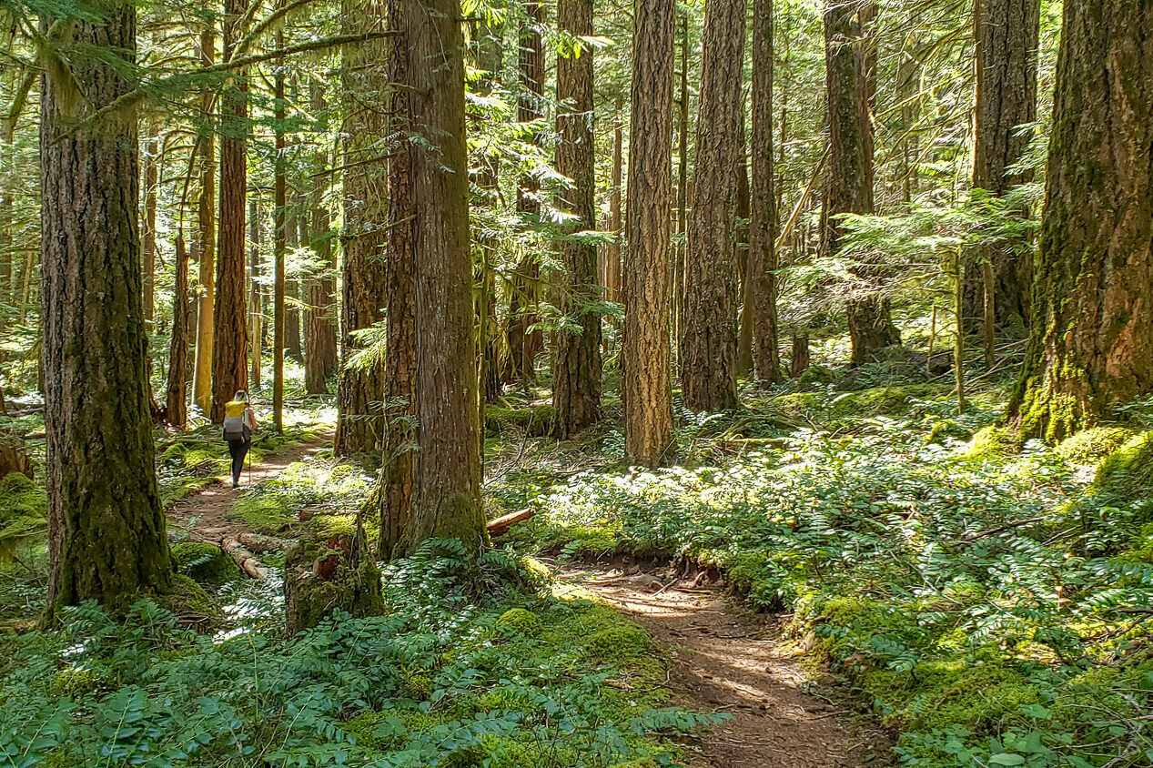 backpacker hiking through an old-growth forest in western oregon