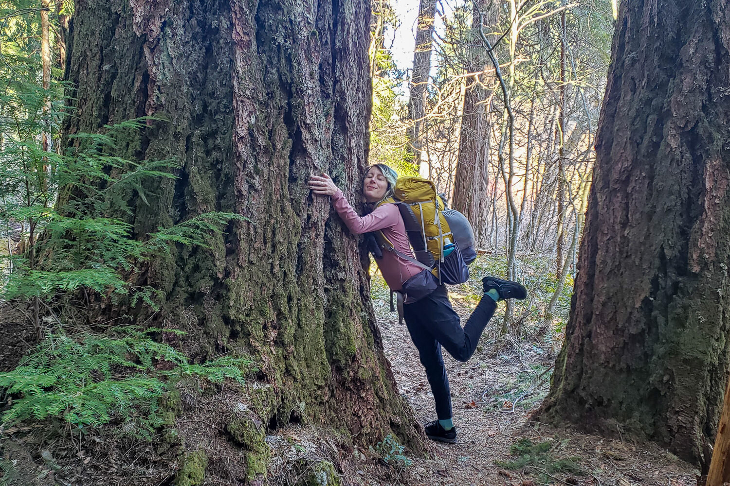 backpacker on the mckenzie river trail hugs an old-growth douglas fir