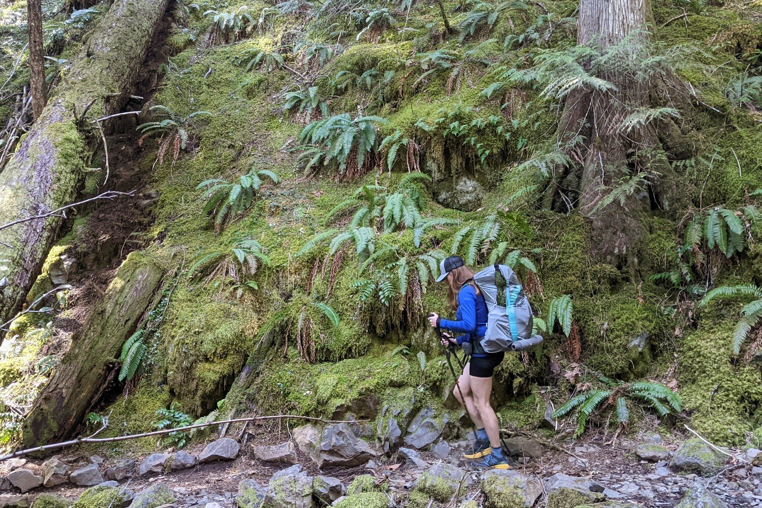 backpacker hiking next to a moss and fern covered wall on the mckenzie river trail.