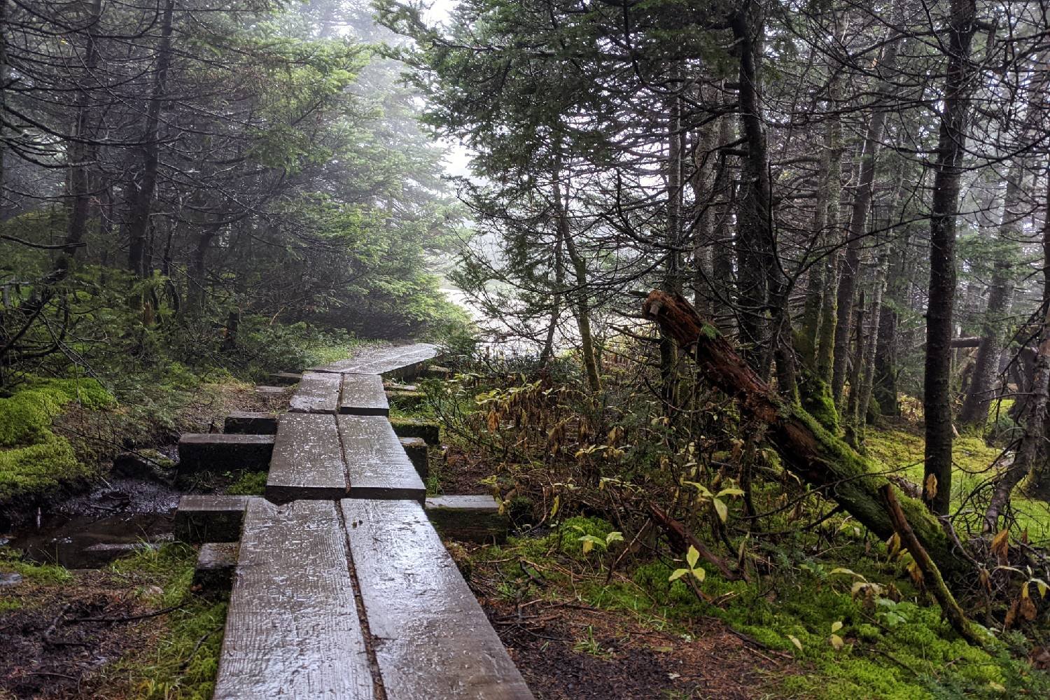 wooden planks laid out to provide a mud-free trail in the misty forests on the long trail in Vermont.