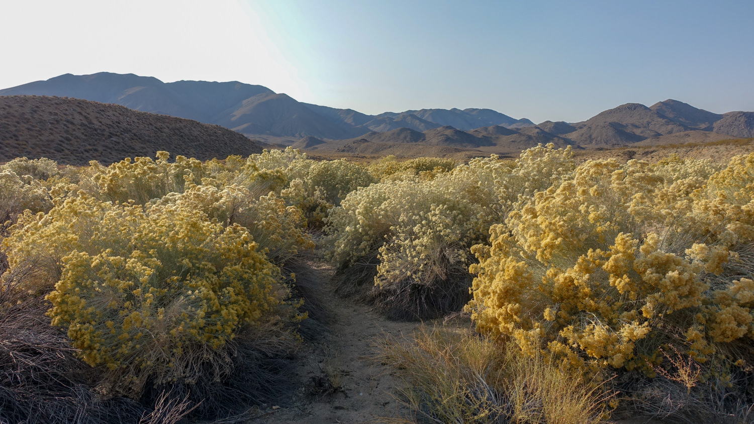 brush and bushes in yellow and gold in death valley national park