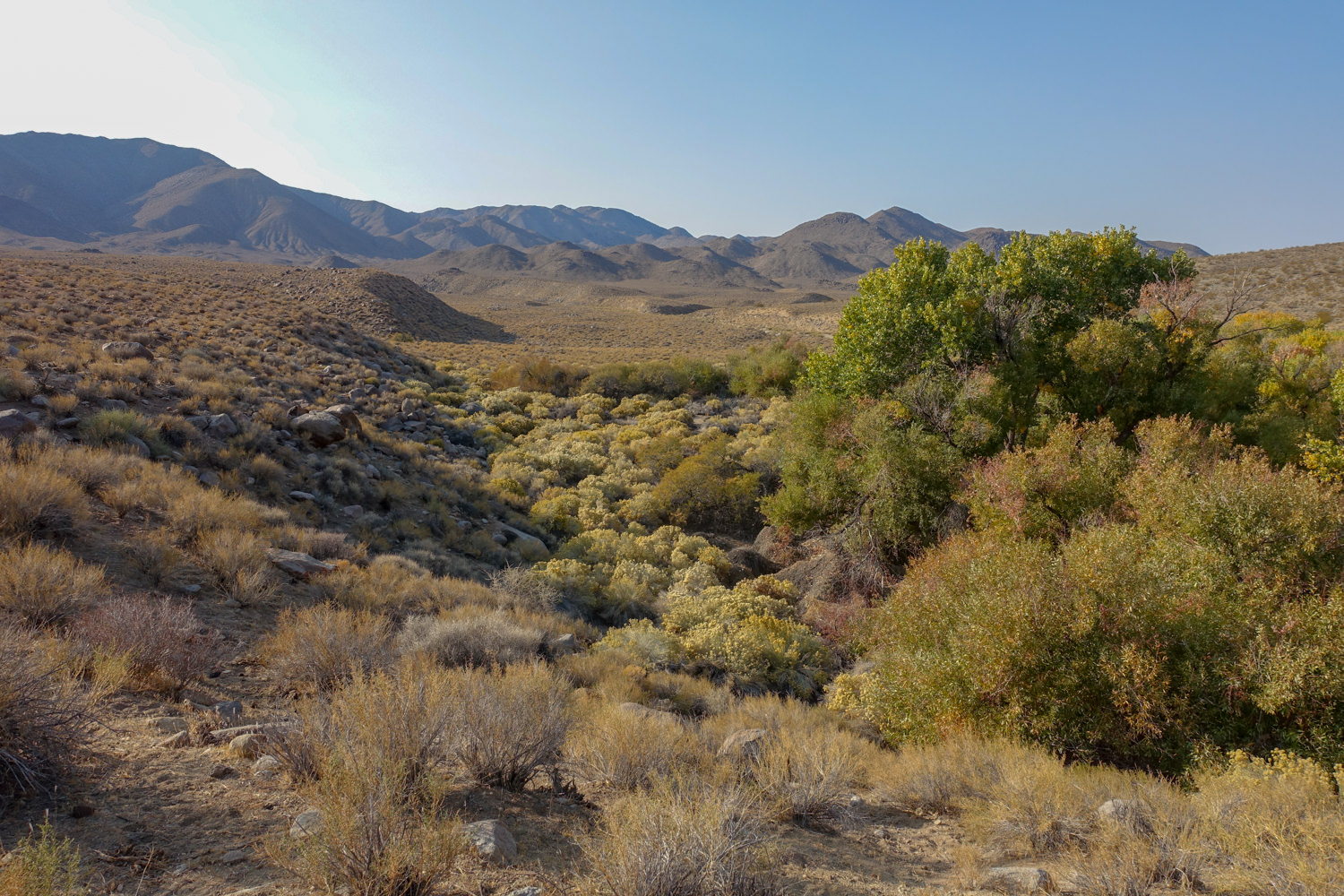 plants green and gold in the desert, probably near a water source