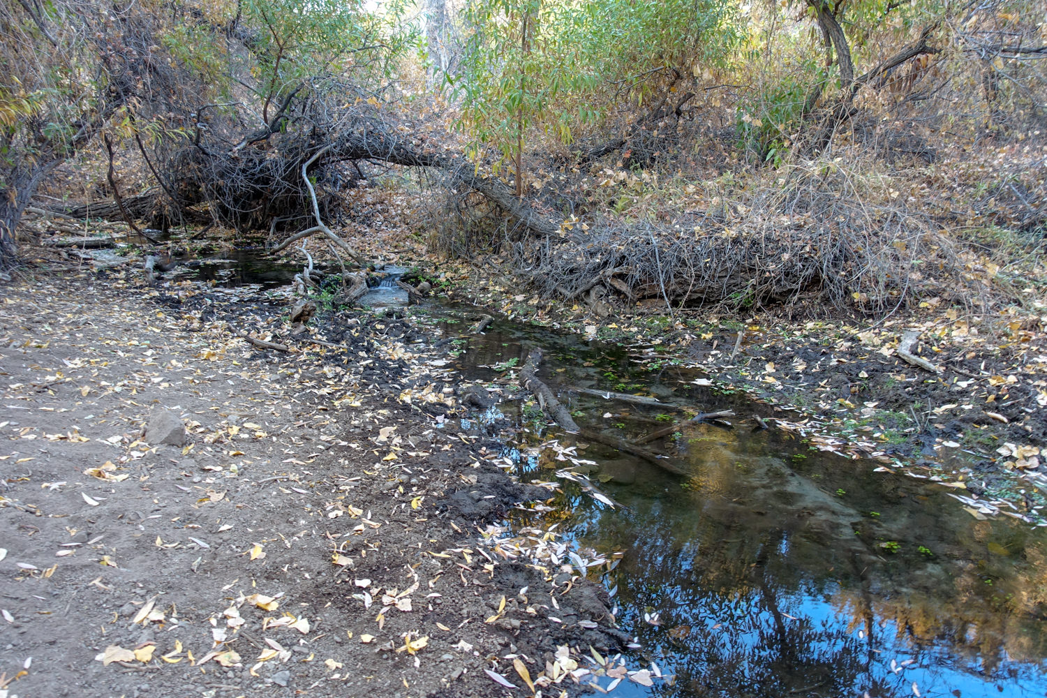 a small spring in death valley with leaves and plants around