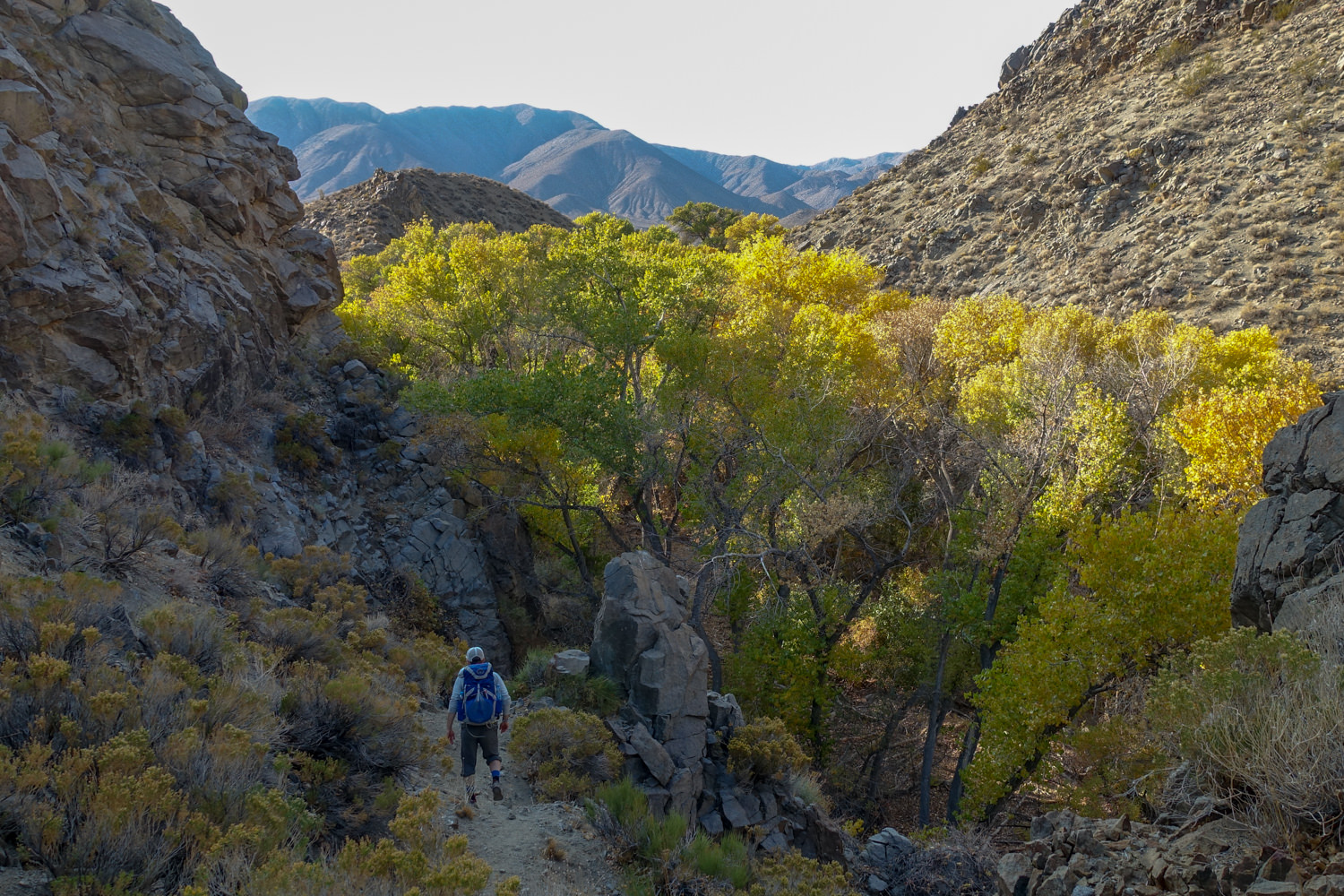 yellow and green cottonwoods on the cottonwood marble canyon loop