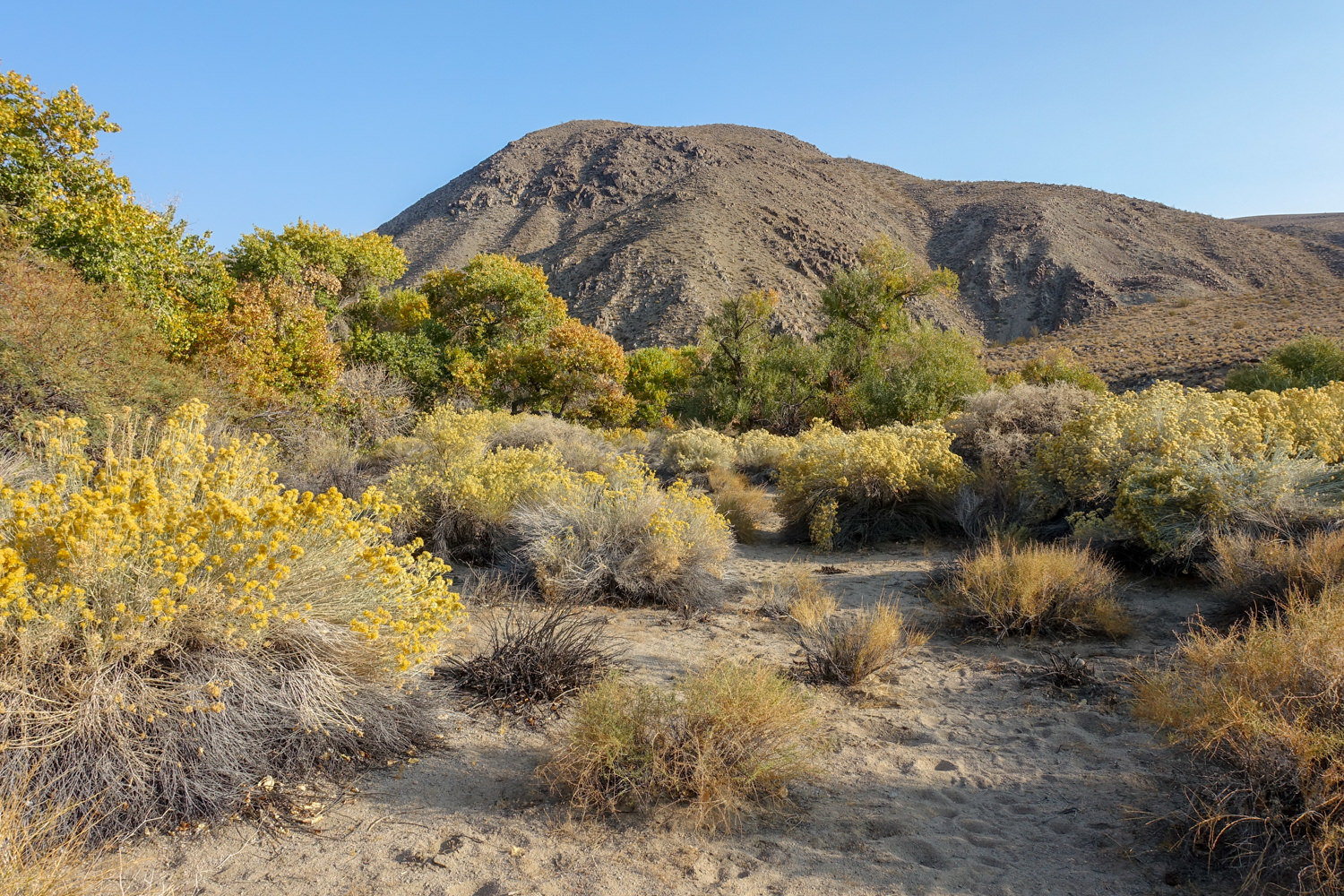 desert plants in gold and yellow with a mountain in the background and sandy in the foreground