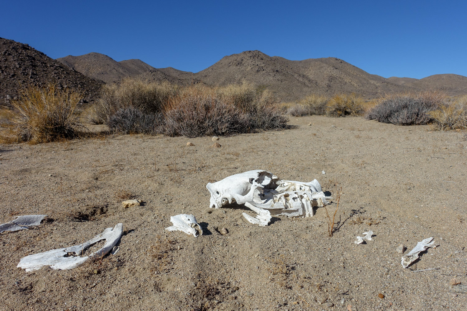 white dry bones of an animal on the sand on the cottonwood marble canyon loop